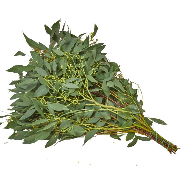 Image de Eucalyptus 'cinerea' ca. 500gr