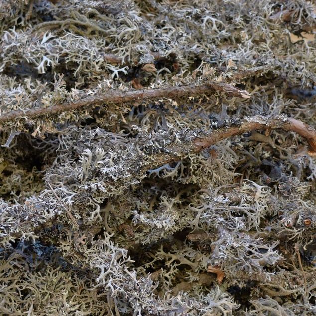 Image de Lichens végétaux 100 grammes
