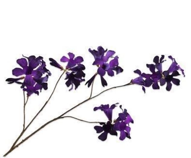 Mandevilla violett 114cm