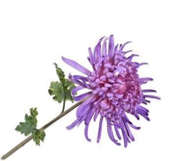 Chrysantheme purple 78cm