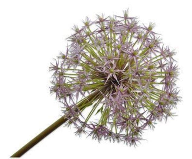 Allium purple 104cm