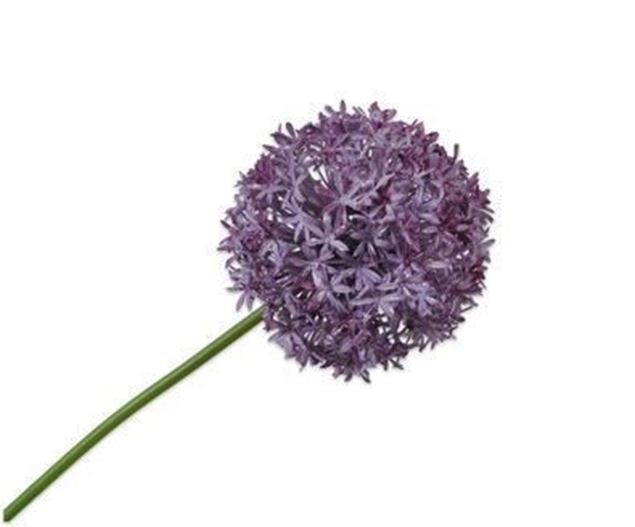 Allium purple 68cm