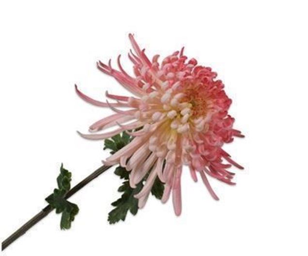 Chrysantheme pink 78cm