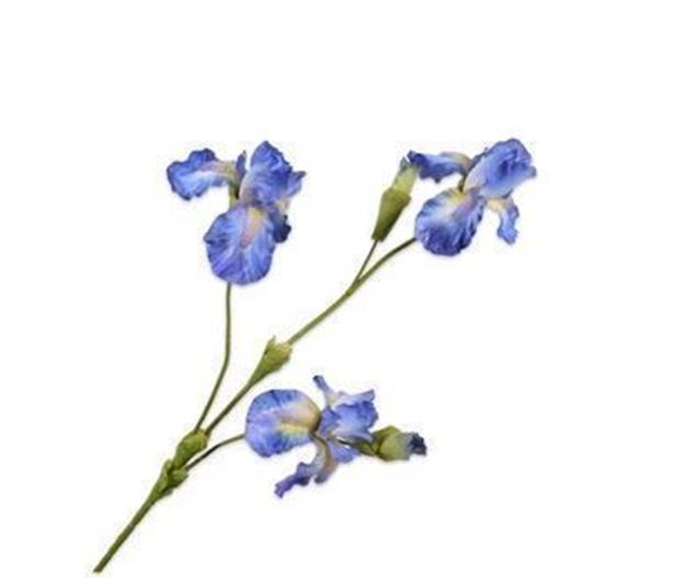 Iris blau 102cm