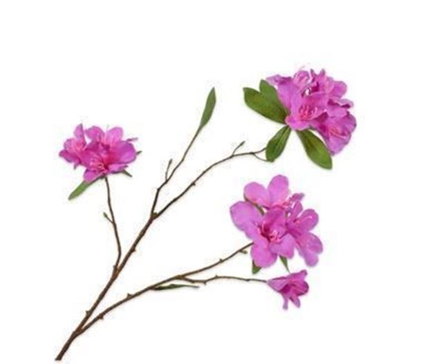 Rhododendron rosa 72cm