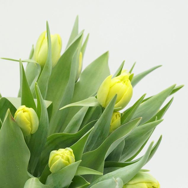 Bild von Schweizer Bio Tulpen gelb 21 Stück