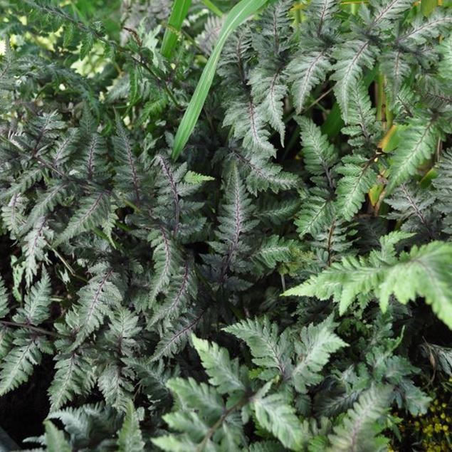 Regenbogenfarn - Athyrium niponicum