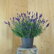 Image sur Lavande - Lavandula angustifolia