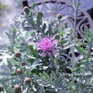 Bild von Flockenblume - Centaurea dealbata