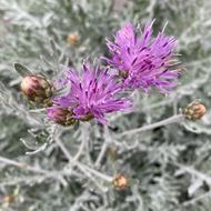 Bild von Flockenblume - Centaurea dealbata