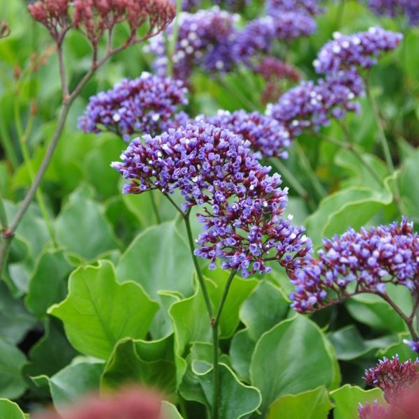 Image sur lavande de mer - Limonium perezii