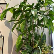 Dracaena surculosa / Bambus Drachenbaum  in edler Samtbox ø: 24cm H: 80cm