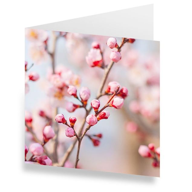 Bild von Karten «Kirschblüten» (10er-Set)