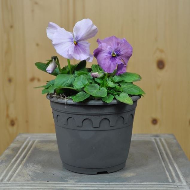 Garten-Stiefmütterchen - Viola x wittrockiana