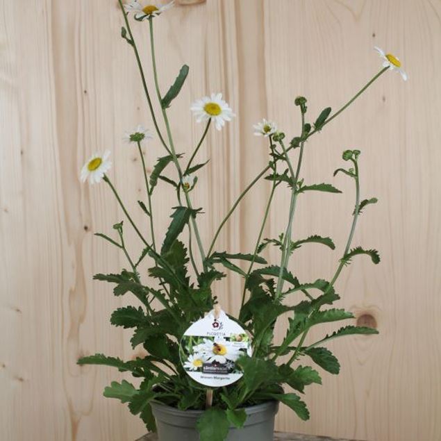 Wiesen-Margerite - Leucanthemum vulgaris