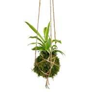 Image sur Kokedama "Green"