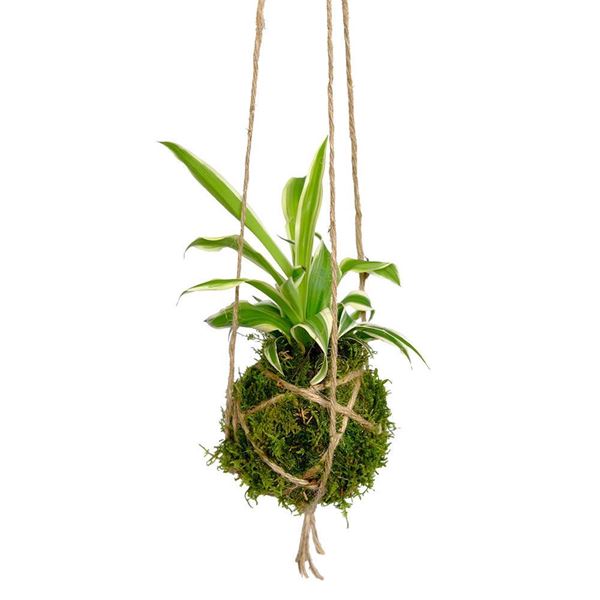 Bild von Kokedama "Green"