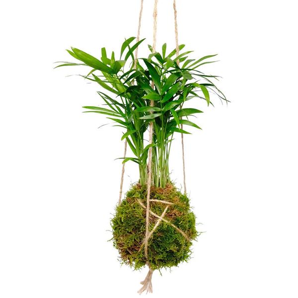 Bild von Kokedama "Palm"