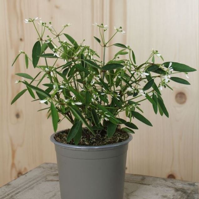 Zauberschnee - Euphorbia Hybrida 