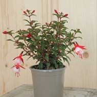 Garten-Fuchsia - Fuchsia Cultivars