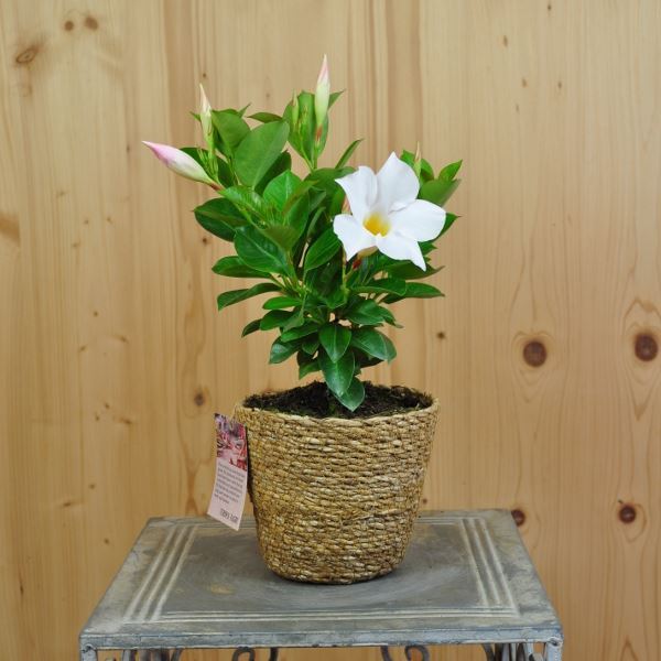 Bild von Trichterblüte - Mandevilla