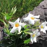 Bild von Trichterblüte - Mandevilla